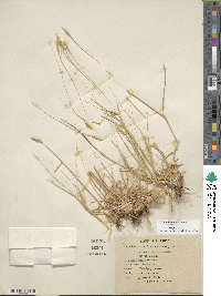 Triticum monococcum image