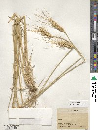 Triticum aestivum image