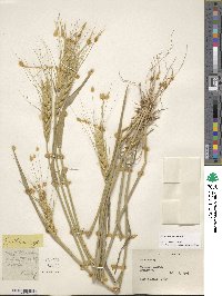 Triticum aestivum image