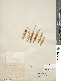 Triticum aestivum image