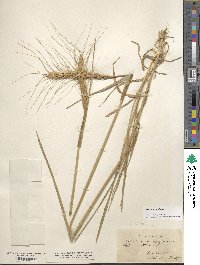 Triticum aestivum image