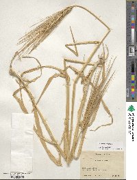 Hordeum vulgare image