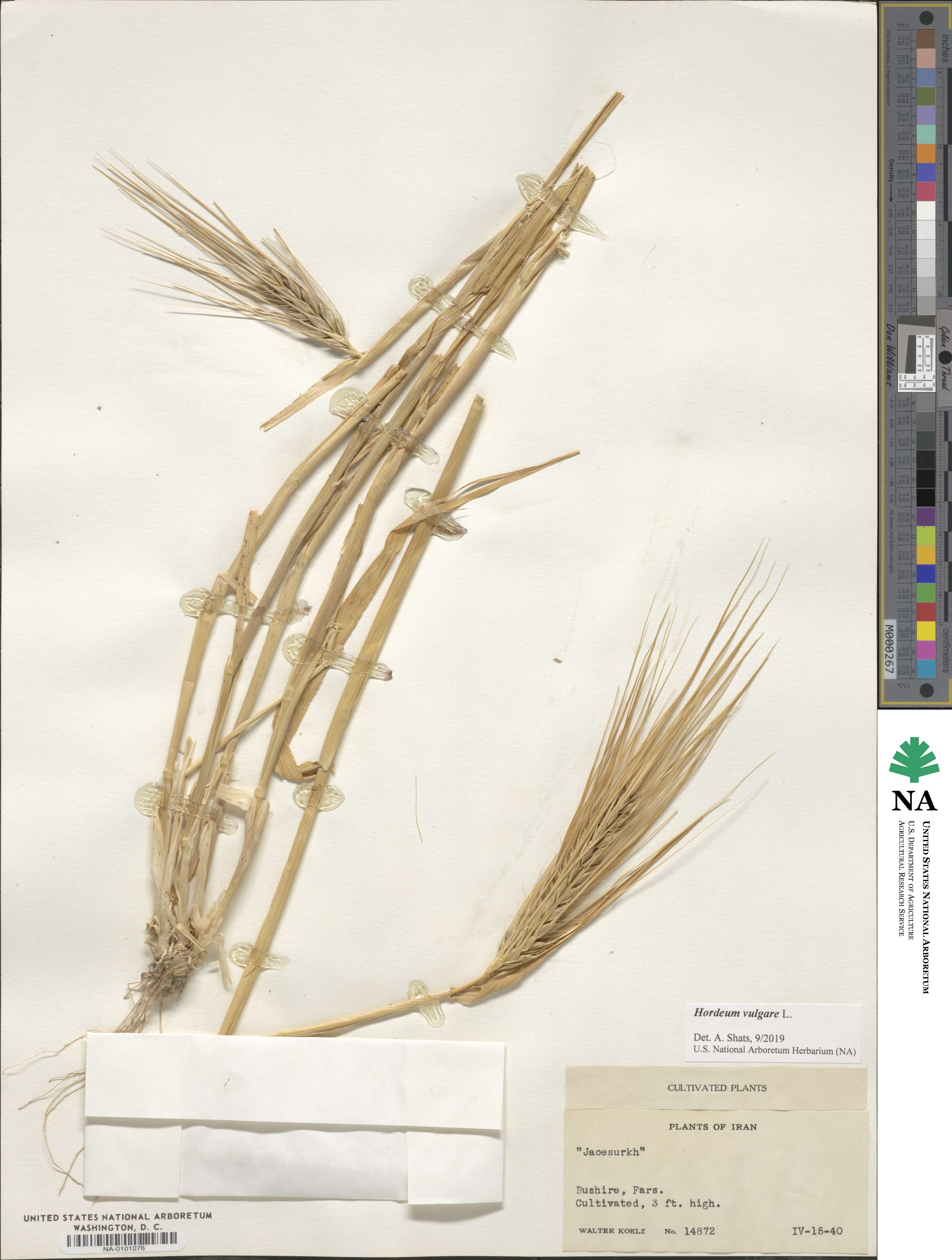 Hordeum vulgare image