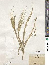 Hordeum vulgare image