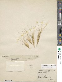 Triticum aestivum subsp. spelta image