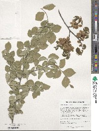 Ulmus minor image