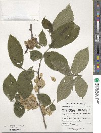 Ulmus glabra image