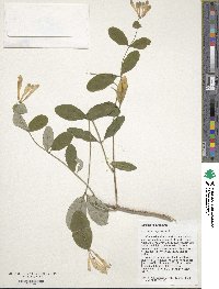 Lonicera sempervirens image