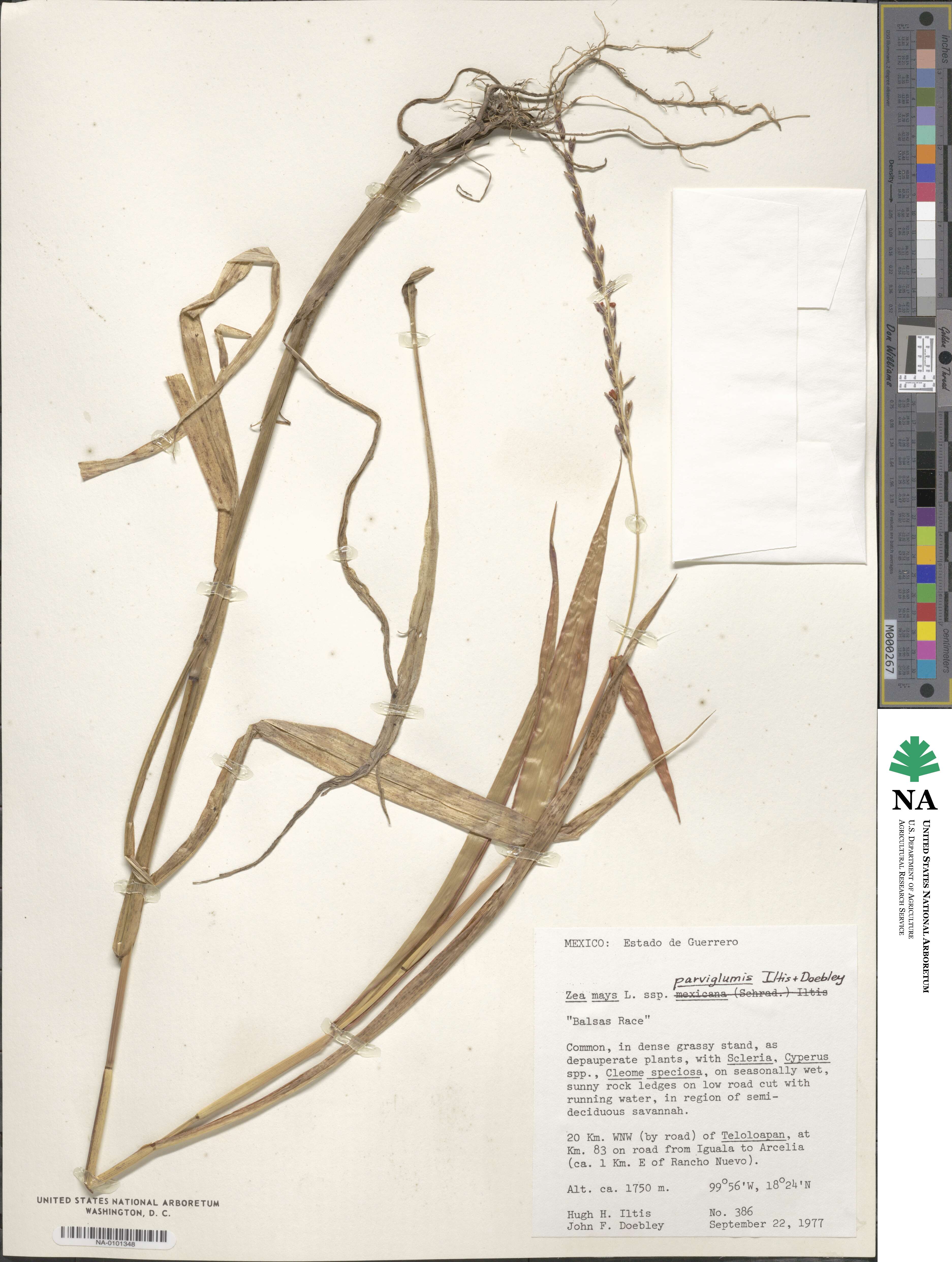 Zea mays image