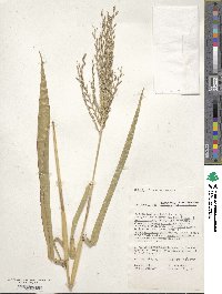 Zea mays image