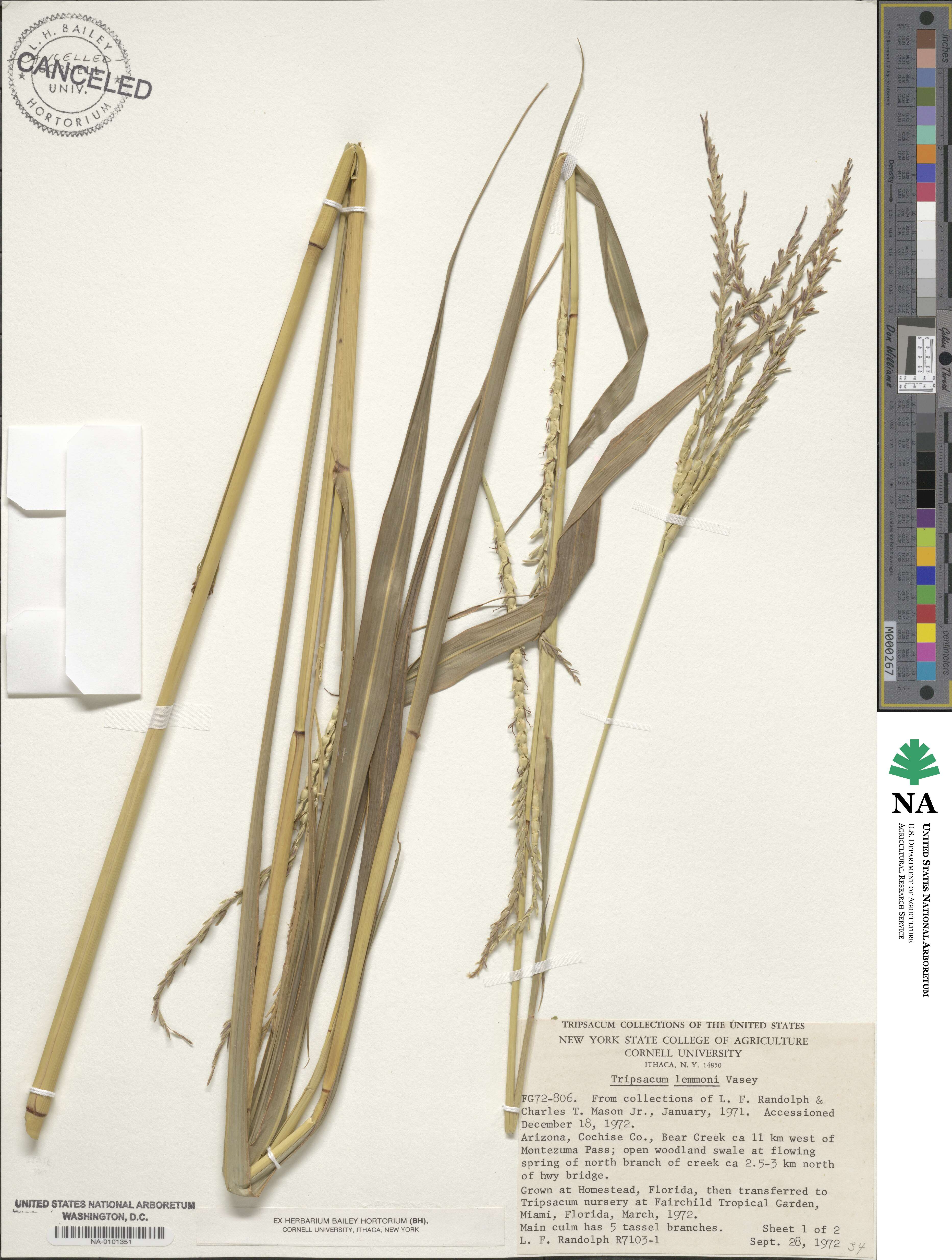 Tripsacum lanceolatum image