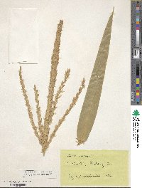 Zea mays image