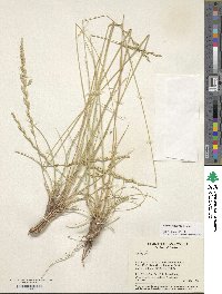 Elymus repens image