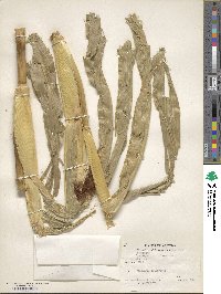 Zea mays image
