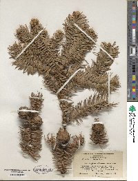 Cunninghamia lanceolata image