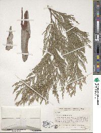 Calocedrus decurrens image