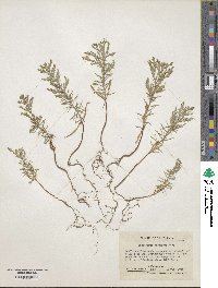 Calocedrus decurrens image