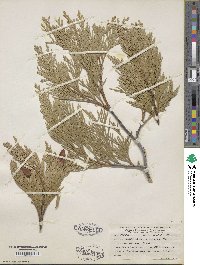 Calocedrus decurrens image