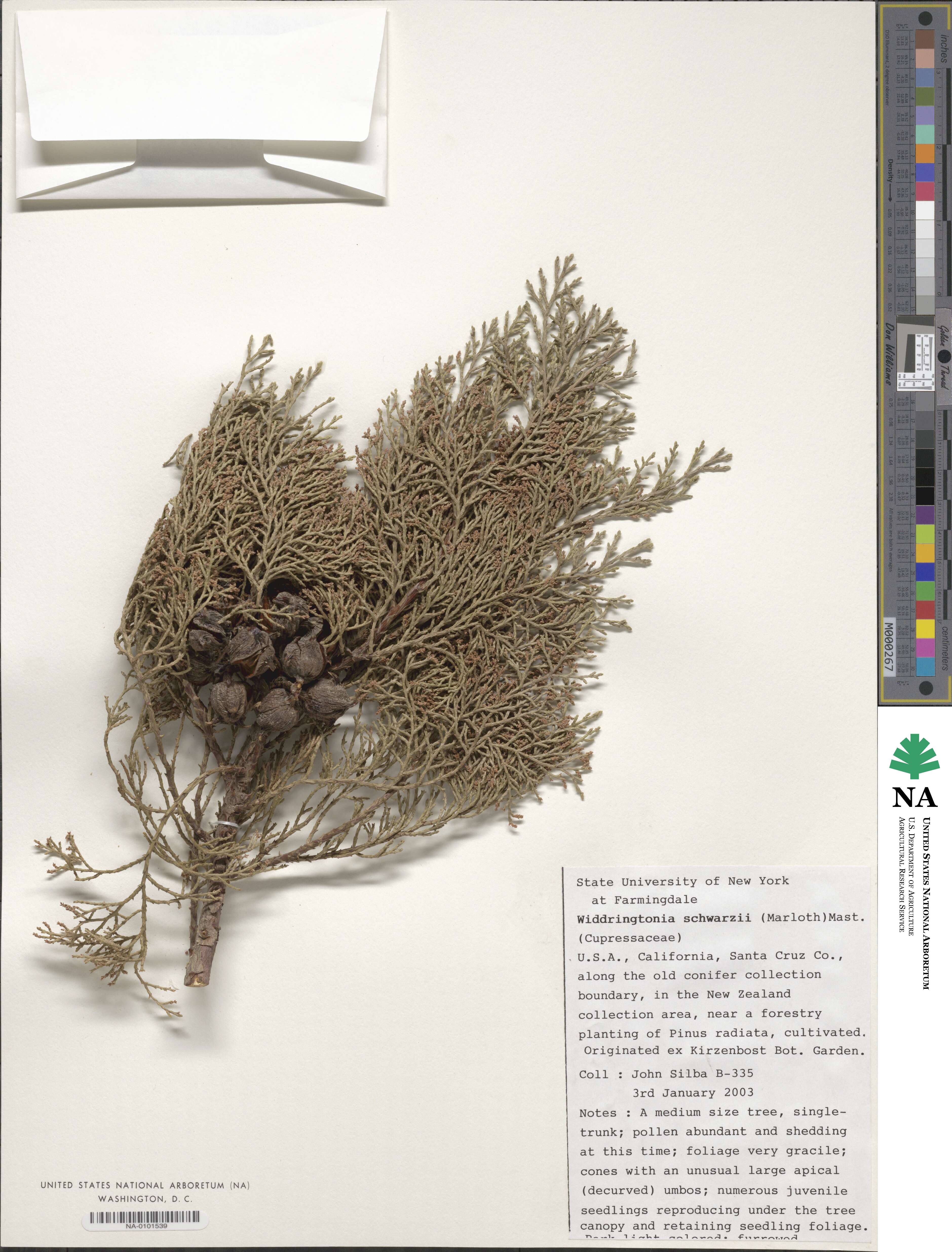 Widdringtonia schwarzii image