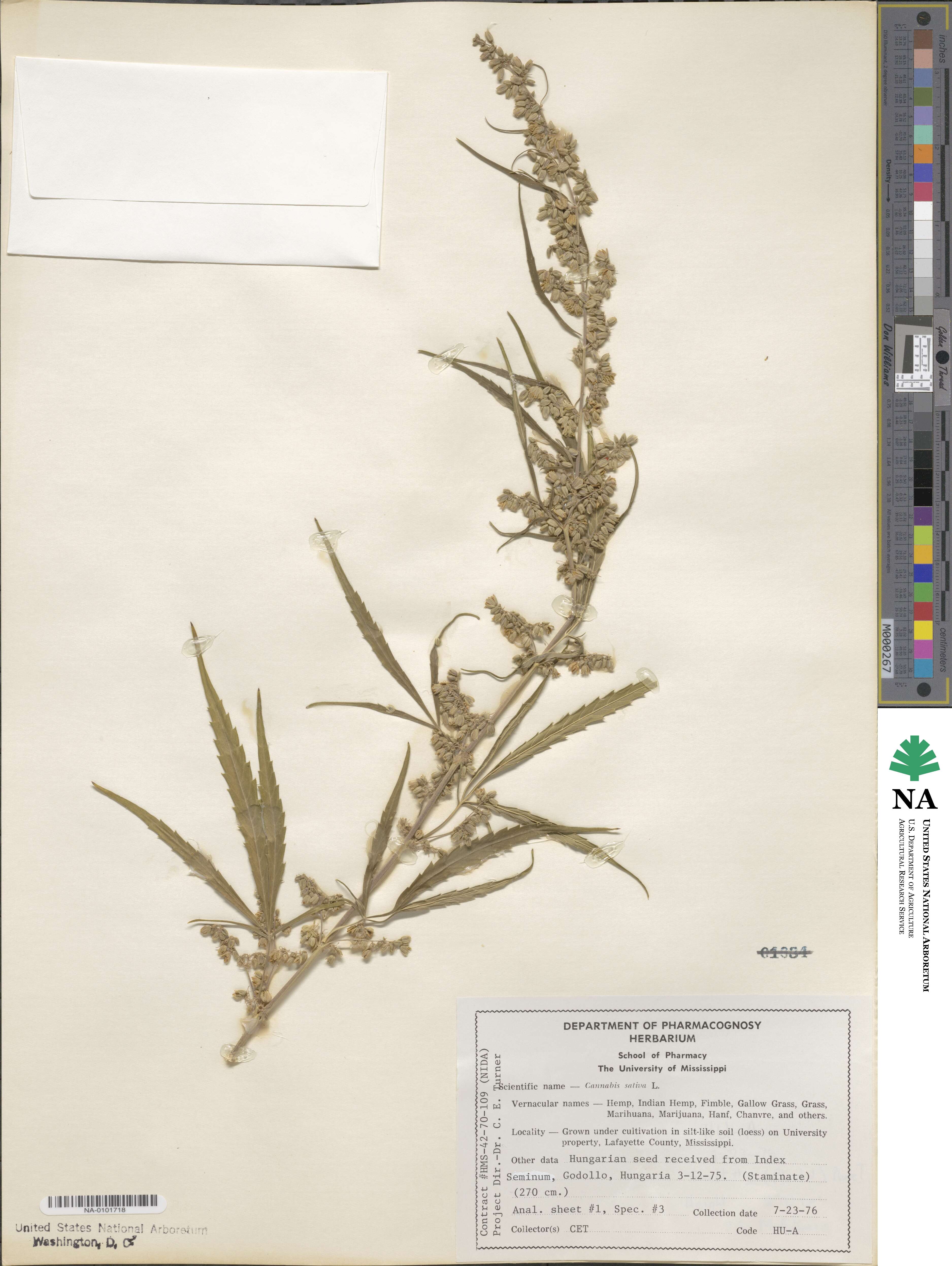 Cannabis image