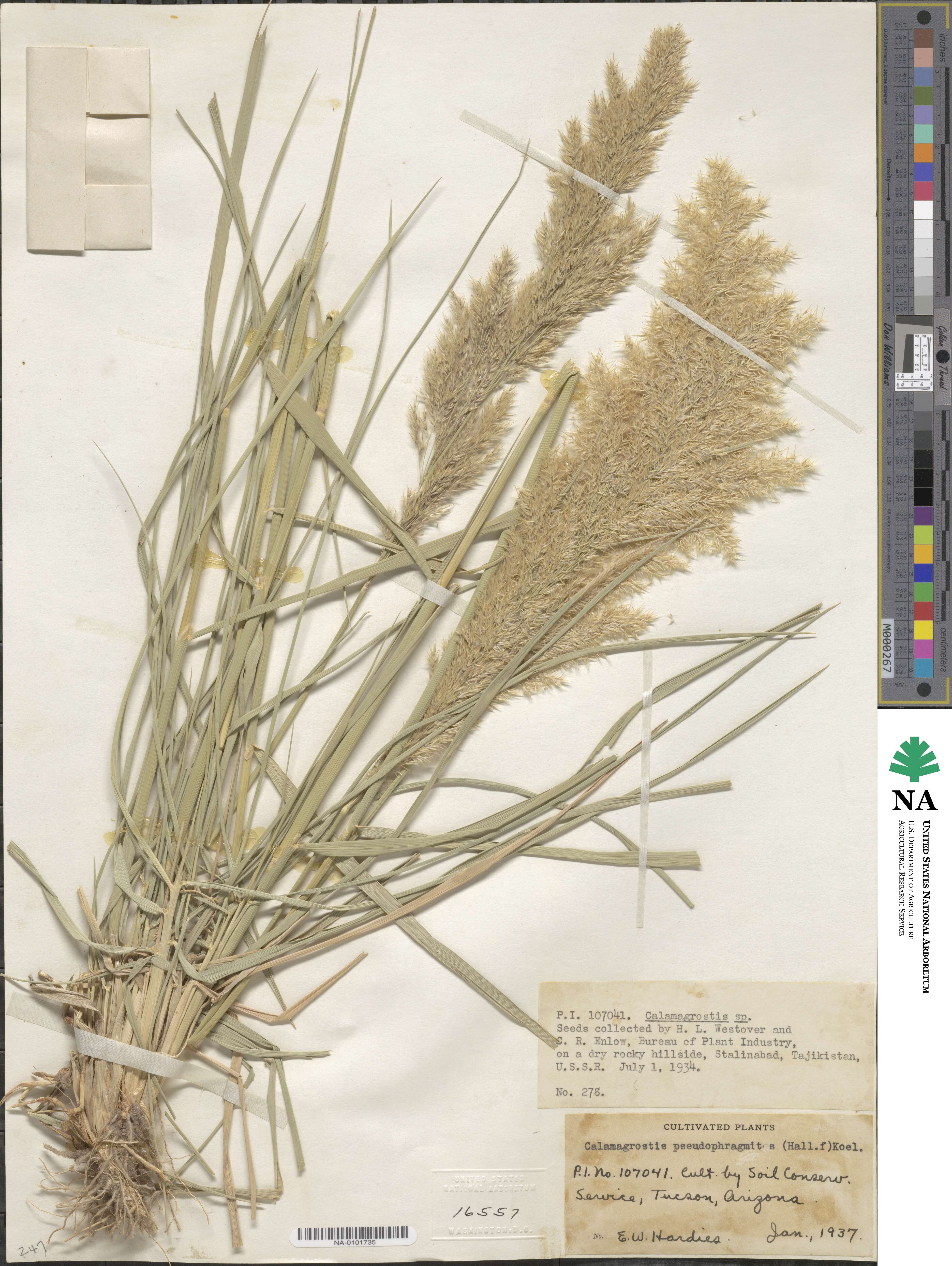 Calamagrostis pseudophragmites image