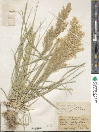 Calamagrostis pseudophragmites image