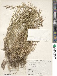 Dichanthium annulatum image