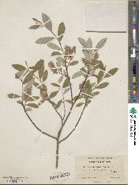 Salix glauca var. villosa image