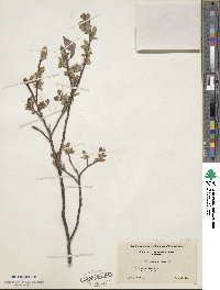 Salix glauca var. villosa image