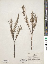 Salix exigua image