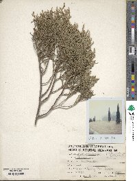 Juniperus scopulorum image