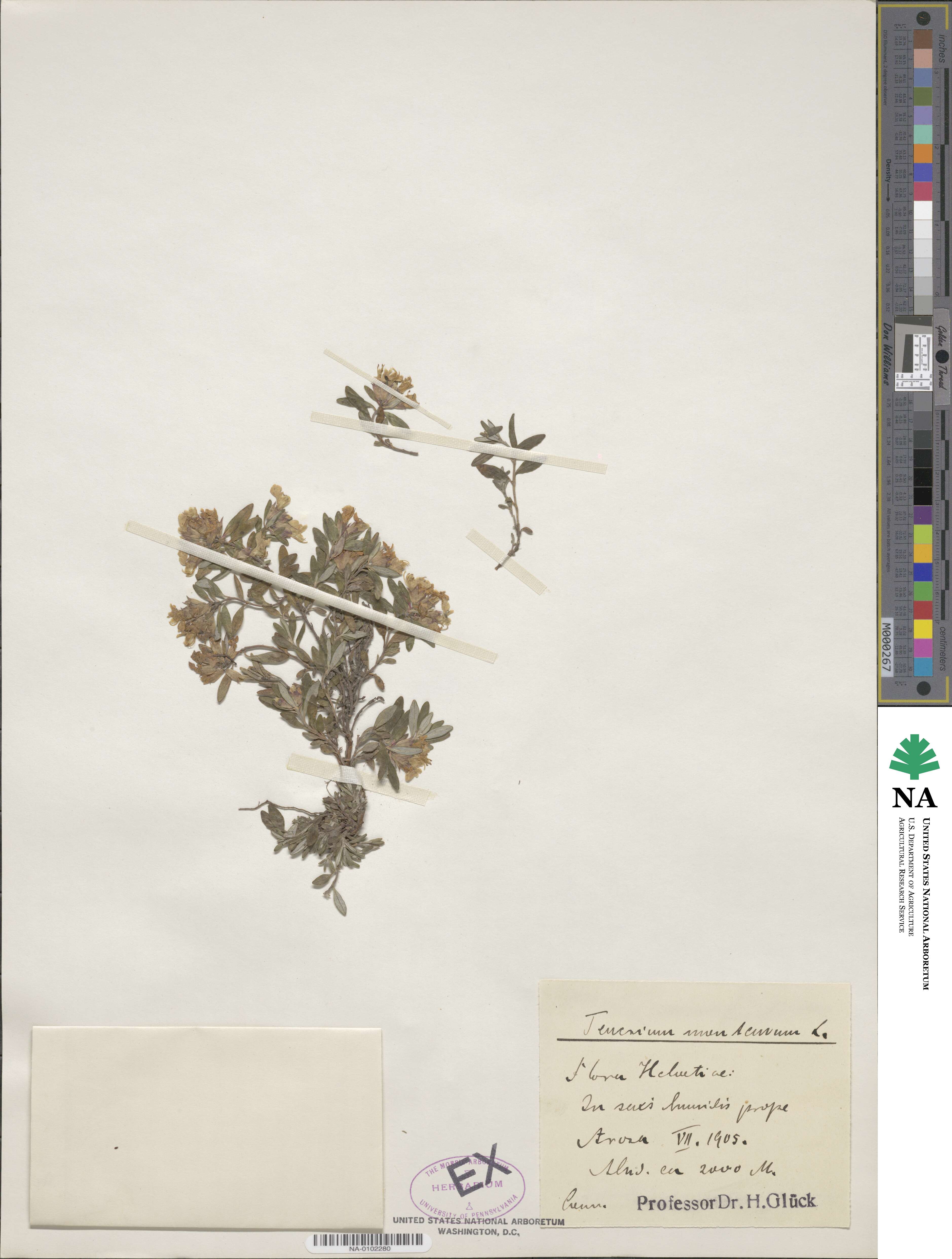 Teucrium image