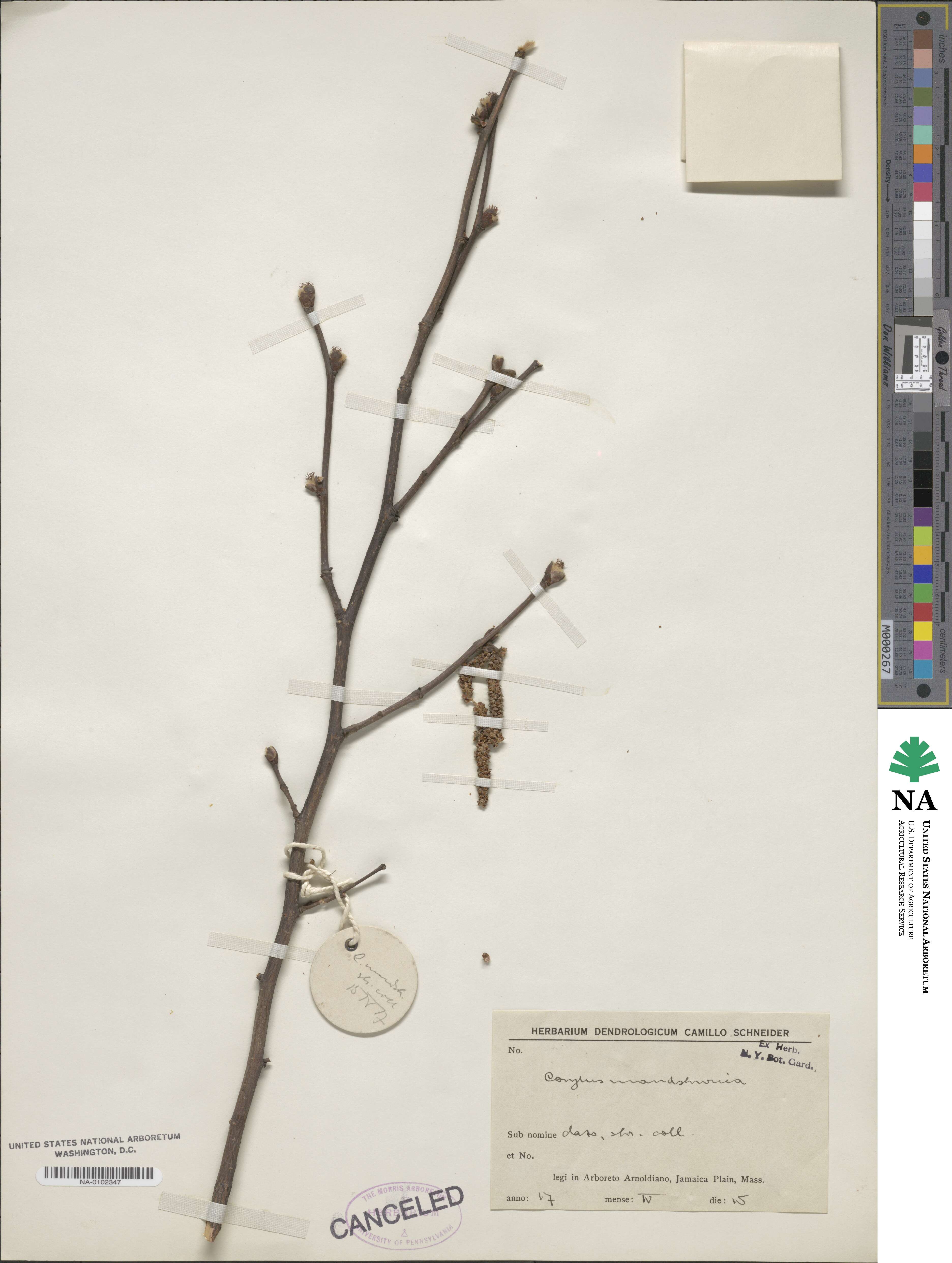 Corylus sieboldiana var. mandshurica image