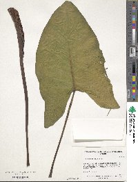 Xanthosoma hylaeae image