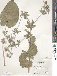 Eryngium planum image