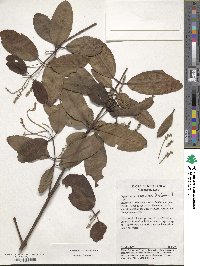 Image of Laguncularia racemosa