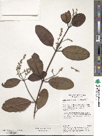 Laguncularia racemosa image