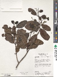 Laguncularia racemosa image