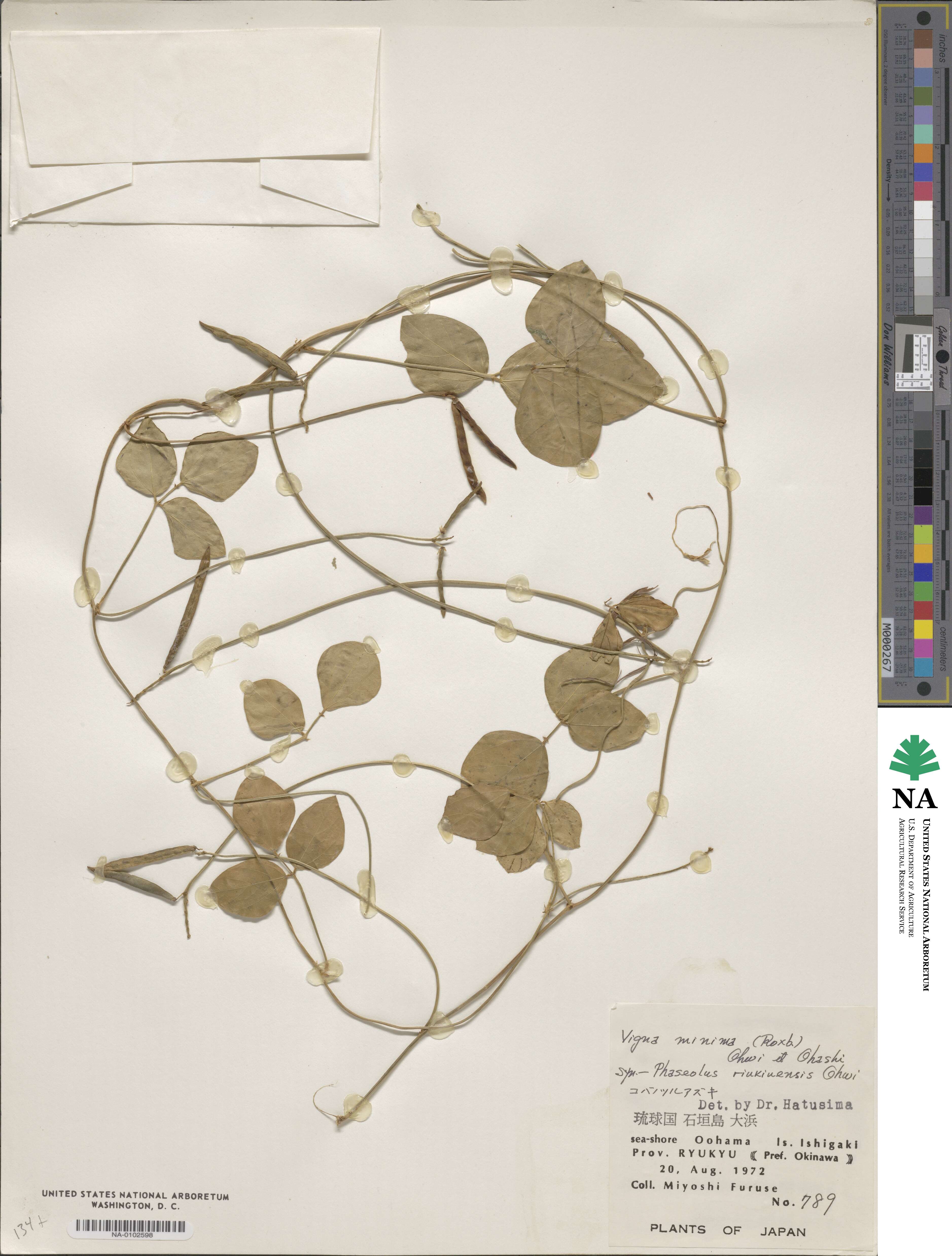Vigna minima image