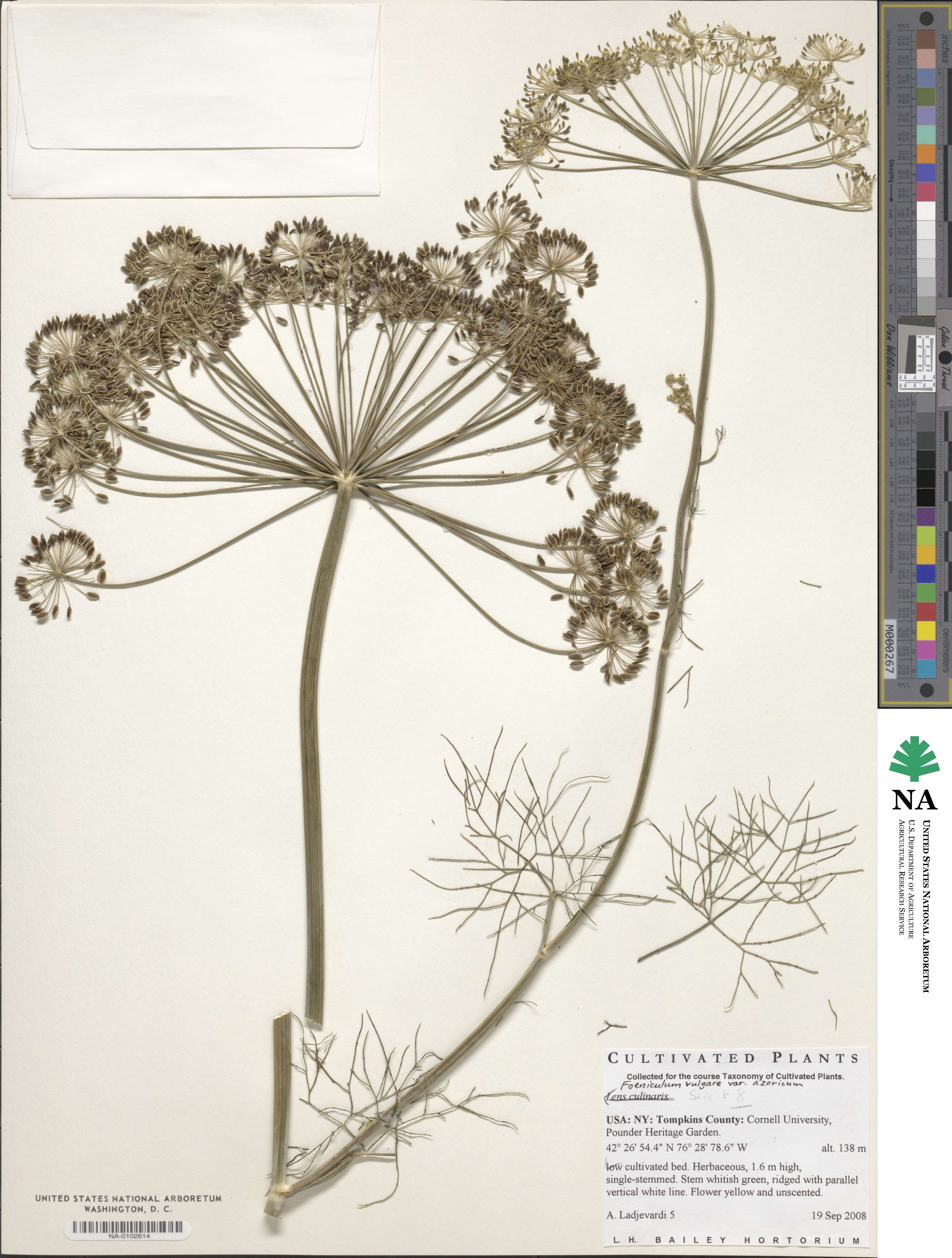 Foeniculum vulgare image