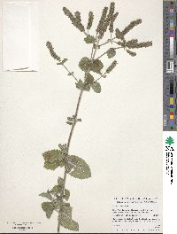 Mentha suaveolens image