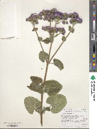 Ageratum houstonianum image