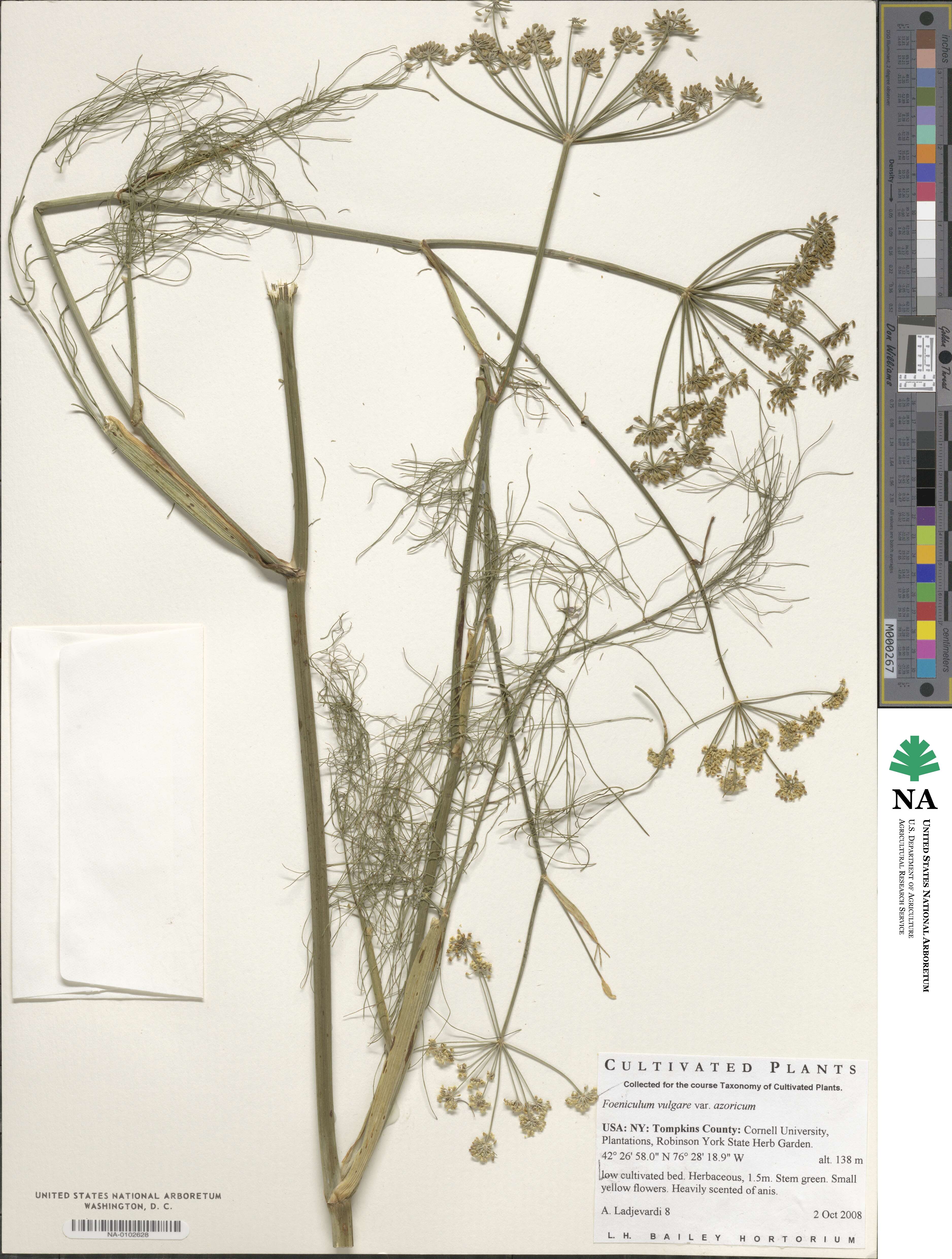 Foeniculum vulgare var. azoricum image