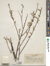 Salix jepsonii image