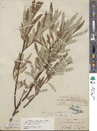 Salix jepsonii image