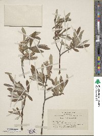 Salix jepsonii image