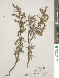 Salix exigua image