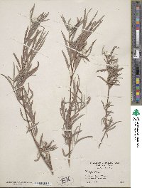 Salix exigua image