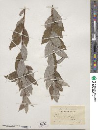 Salix humilis image