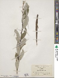 Salix humilis image